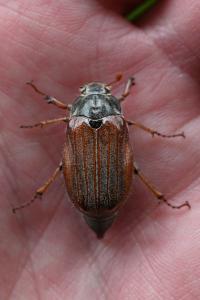 <i>Melolontha melolontha</i>