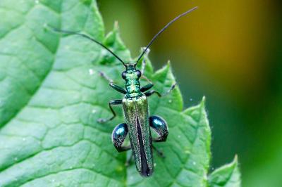 <i>Oedemera nobilis</i>