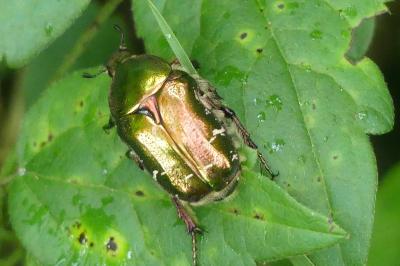 <i>Cetonia aurata</i>