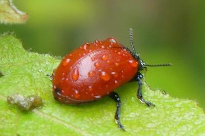 <i>Chrysomela populi</i>