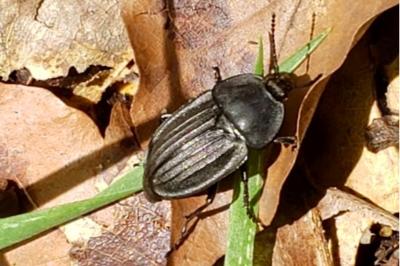 <i>Phosphuga atrata</i>