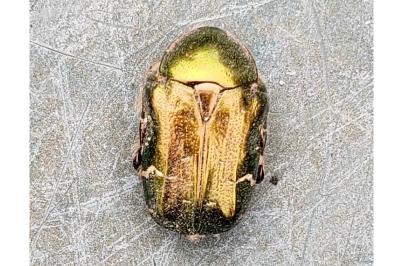 <i>Cetonia aurata</i>