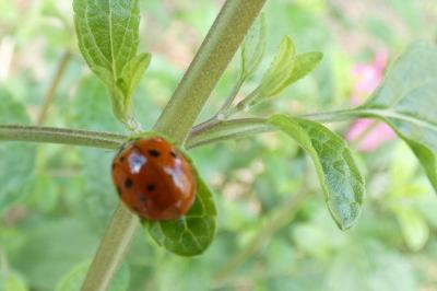 <i>Harmonia axyridis</i>