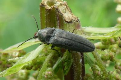 <i>Cidnopus pilosus</i>