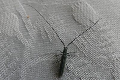 <i>Calamobius filum</i>