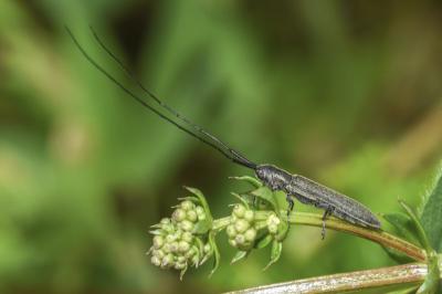 <i>Calamobius filum</i>
