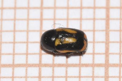 <i>Cryptocephalus vittatus</i>