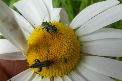 <i>Oedemera nobilis</i>