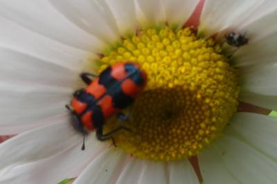<i>Trichodes alvearius</i>