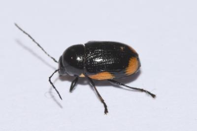<i>Cryptocephalus moraei</i>