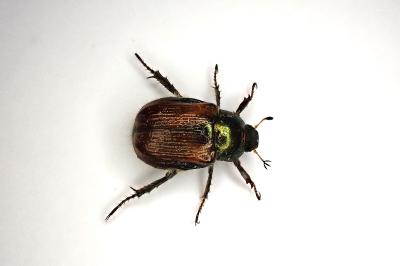 <i>Phyllopertha horticola</i>