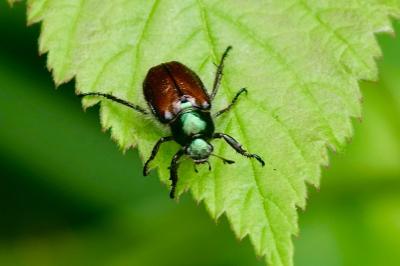 <i>Phyllopertha horticola</i>