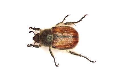 <i>Anisoplia villosa</i>