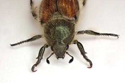 <i>Anisoplia villosa</i>