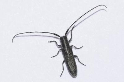 Agapanthia cardui