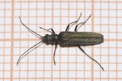 <i>Oedemera virescens</i>