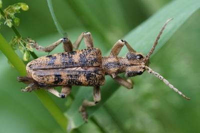<i>Rhagium sycophanta</i>