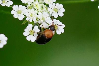 <i>Mordellochroa abdominalis</i>