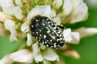 <i>Oxythyrea funesta</i>