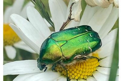 <i>Cetonia aurata</i>