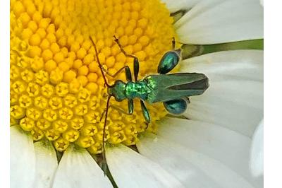<i>Oedemera nobilis</i>