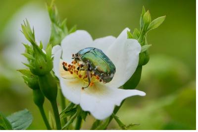 <i>Cetonia aurata</i>