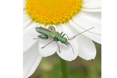 <i>Oedemera nobilis</i>