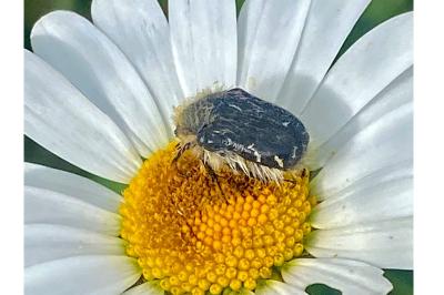 <i>Tropinota hirta</i>
