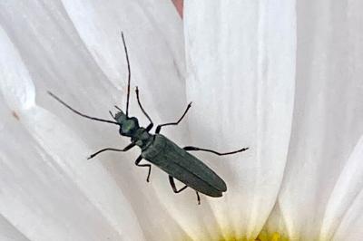 <i>Oedemera</i>