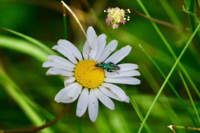 <i>Oedemera nobilis</i>