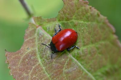 <i>Chrysomela populi</i>