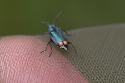 <i>Malachius</i>