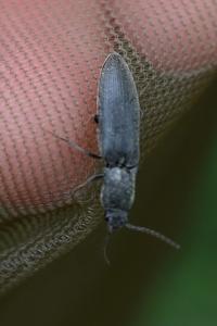 <i>Agriotes pilosellus</i>