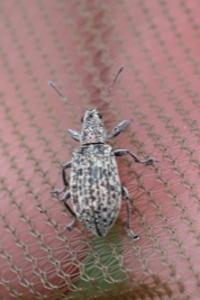 <i>Polydrusus cervinus</i>