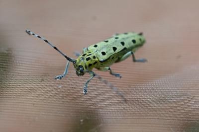 <i>Saperda perforata</i>