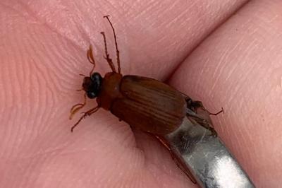 <i>Serica brunnea</i>
