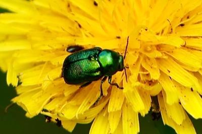 <i>Cryptocephalus</i>