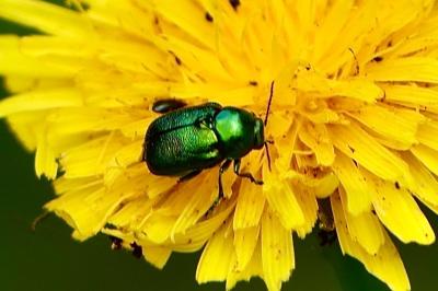 <i>Cryptocephalus</i>
