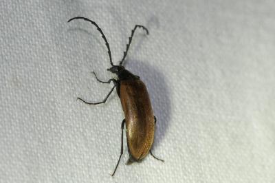 <i>Pseudocistela ceramboides</i>