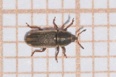<i>Mecinus circulatus</i>