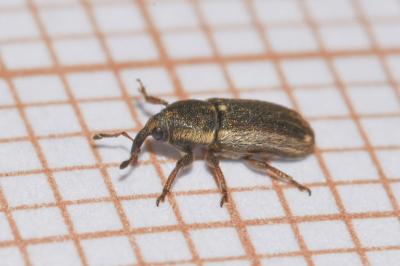<i>Mecinus circulatus</i>