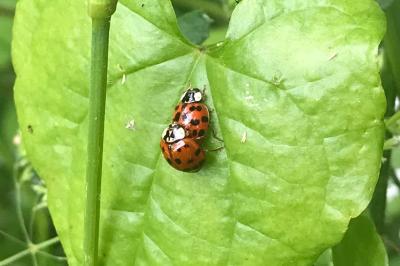 <i>Harmonia axyridis</i>