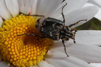 <i>Valgus hemipterus</i>