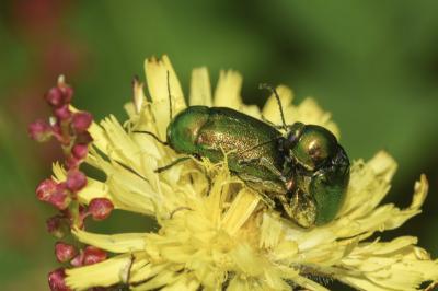 <i>Cryptocephalus aureolus</i>