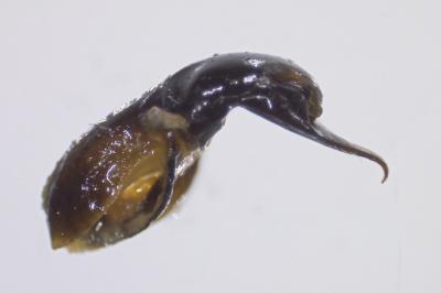 <i>Cryptocephalus aureolus</i>