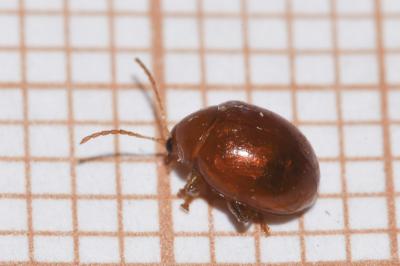 <i>Sphaeroderma</i>