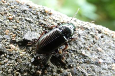 <i>Harpalus</i>
