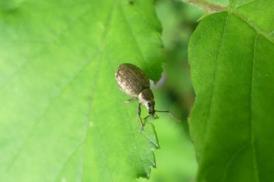 <i>Peritelus sphaeroides</i>