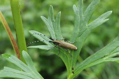 <i>Agapanthia villosoviridescens</i>