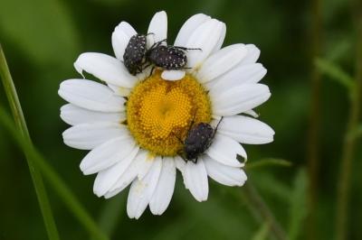 <i>Oxythyrea funesta</i>